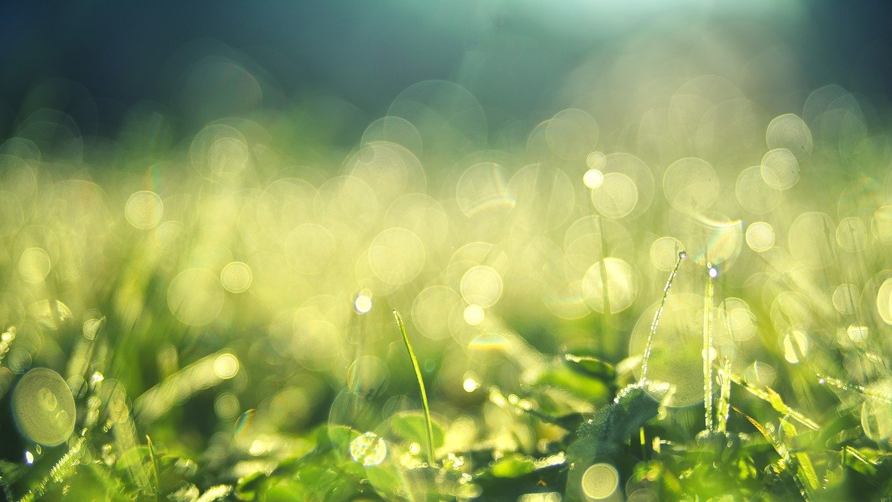 grass-g11b201827_1280